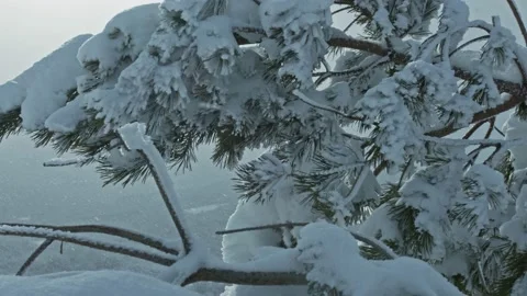 Snow falling at the fir trees branches Video stock 147333623