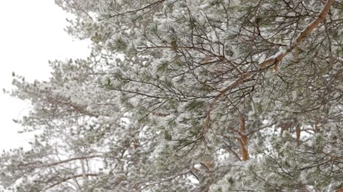 Snow falling at the fir trees branches. Snow falls from pine tree branch in a Stock Footage 149934807