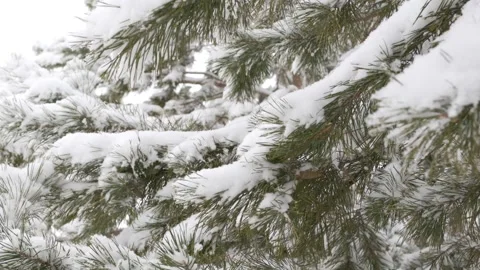 Snow falling at the fir trees branches. Snow falls from pine tree branch in a Stock Footage 150137586