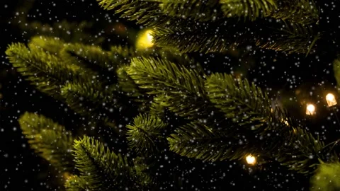 Snow falling at the fir trees branches Stock Footage 150334527