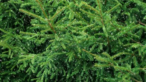 Snow falling at the fir trees branches 스톡 동영상 150334537