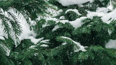 Snow falling at the fir trees branches 스톡 동영상 150334559