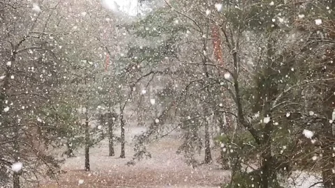 Snow falling, fir trees Stock Footage 122939577