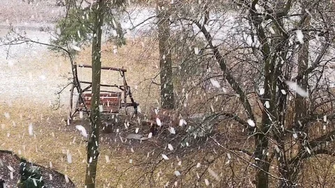 Snow falling, fir trees Stock Footage 122940176