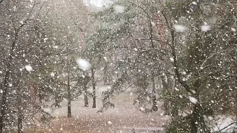 Snow falling, fir trees Stock Footage 122940222