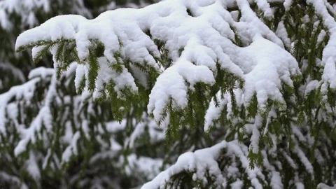 Snow falling on the fir trees slow motion Stock Footage 100549170