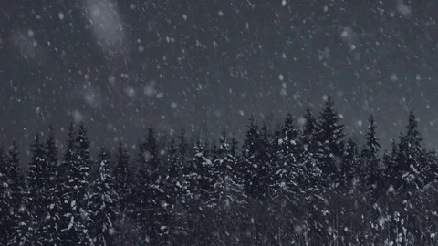 Snow falling at the fir trees in winter forest Stock Footage 100811382