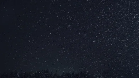 Snow falling at the fir trees in winter forest. night Stock-Footage 100812182