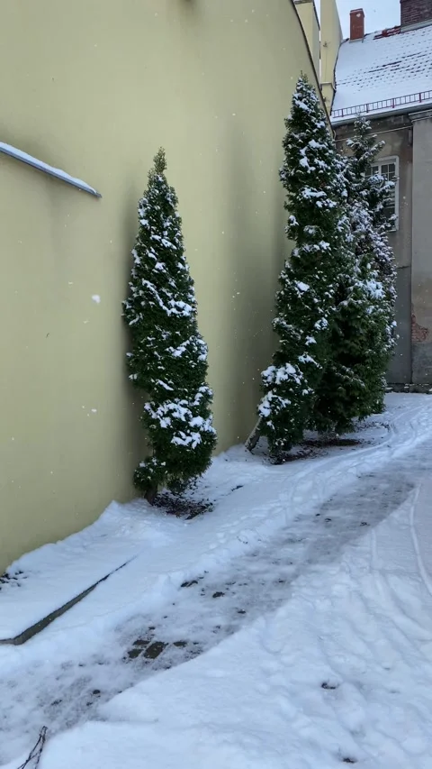 Snow falling at the fir trees. Winter Stock Footage 257903307
