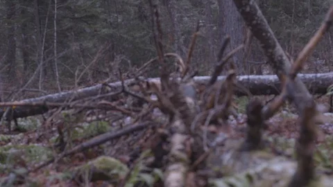 Snow falling focus rack Stock Footage 91144612