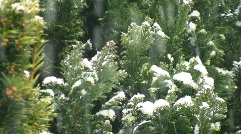 Snow falling  Видео 401091