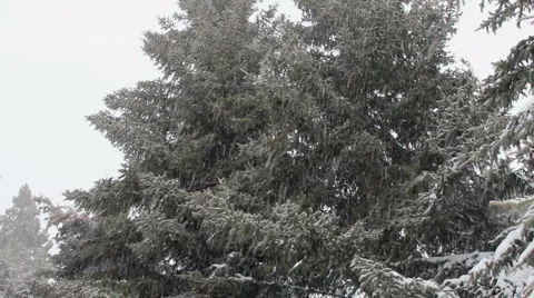 SNOW FALLING Stock Footage 2872514