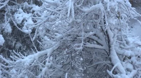 Snow falling Stock-Footage 20503420