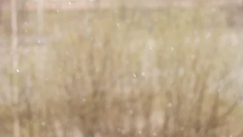 Snow falling Stock Footage 76164641