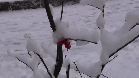 Snow is falling Stock Footage 106749118