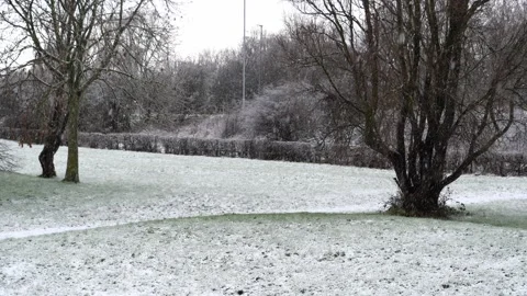 Snow falling Stock Footage 146235352