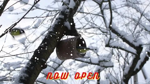 Snow is falling Stock Footage 223595972