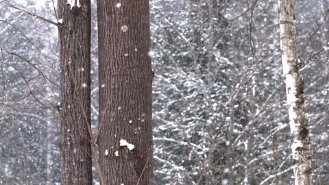 Snow falling Stock Footage 302273075