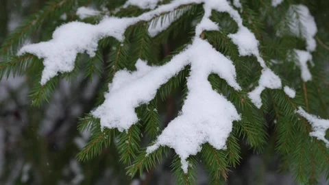 Snow falling Stock Footage 302273353