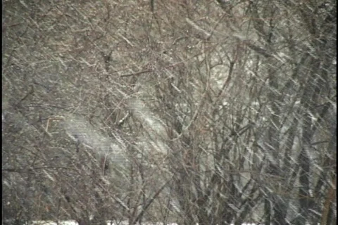 Snow Falling in Forest 1 库存影片 298350