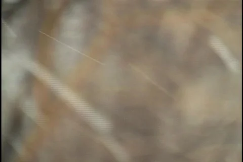 Snow Falling in Forest 2 Stock Footage 298355