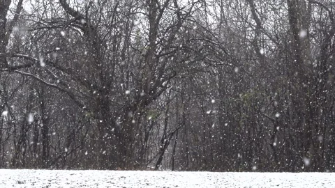 Snow falling forest 240fps slow motion Vídeos de archivo 143680810