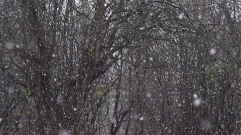 Snow falling forest 240fps slow motion Vídeos de archivo 143680818