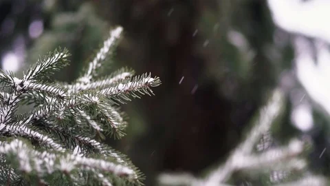 Snow falling in forest and in the woods. Winter storm. Stock Footage 104587361