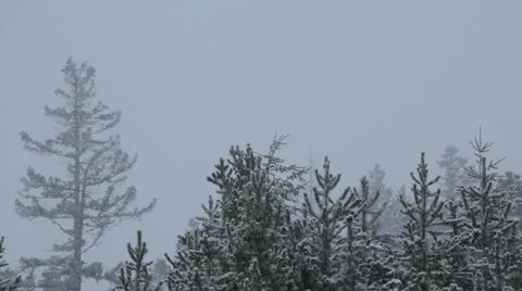 Snow falling with forest in the background Stock Footage 1084904