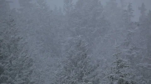 Snow falling with forest in the background Video stock 1084929