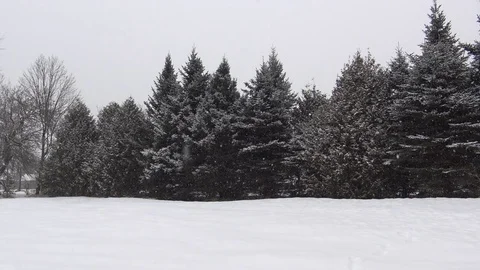 Snow falling with forest in the background Stock Footage