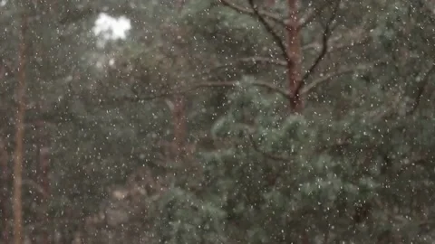 Snow falling in the forest background, winter. 動画素材 86486328