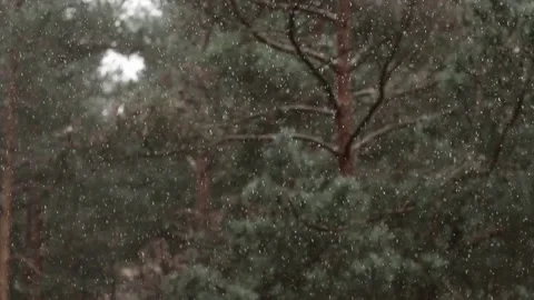 Snow falling in the forest background, winter. 動画素材 86486404