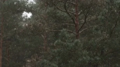 Snow falling in the forest background, winter. 動画素材 86486613