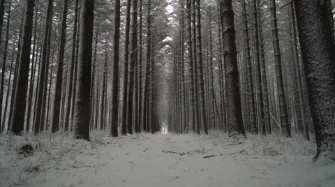 Snow falling in the forest, calm peaceful shot down trail between pines Stock Footage 61006747
