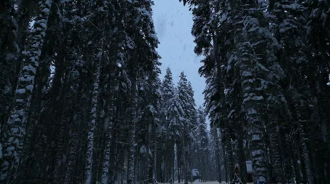 Snow falling in the forest as camera is tilted up into trees Stock Footage 1085240