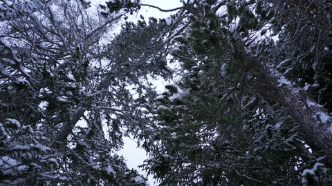Snow falling in a forest - cinematic slow motion shot Stock Footage 104900393