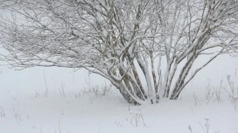 Snow falling in a forest. close up Stock Footage 85001489