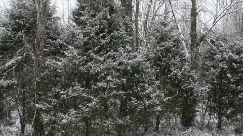Snow Falling in Forest - Evergreens Stock Footage 79720490