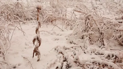 Snow falling on the forest floor. woods in Erzurum, Turkey. natural scene Stock Footage 166166642