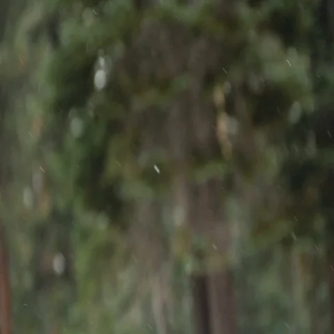 Snow Falling in Forest Focus Rack in Slow Motion Stock Footage 69692377
