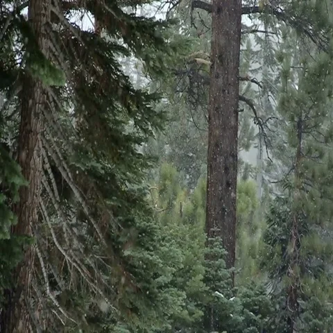 Snow Falling in Forest Focus Rack in Slow Motion 2 Stock Footage 69693716