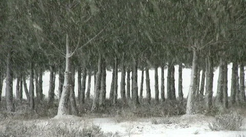 Snow falling on forest Stock Footage 299498