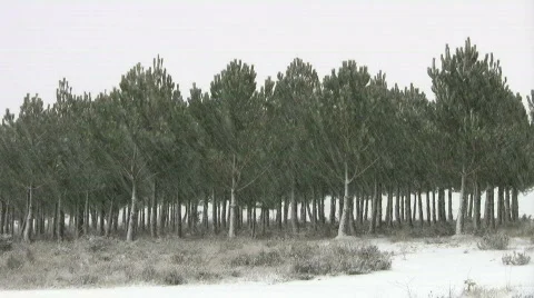 Snow falling on forest Stock Footage 300000