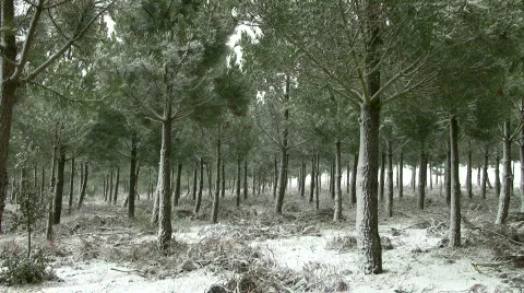Snow falling on forest Stock Footage 300632