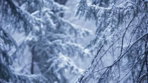 Snow falling in forest Stock Footage 11115758