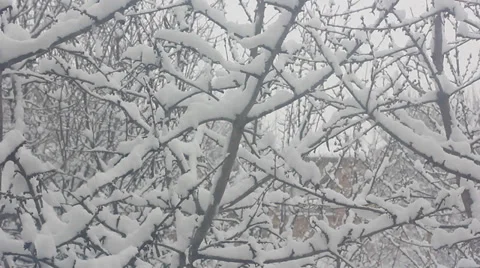 Snow falling in forest Stock Footage 34301739