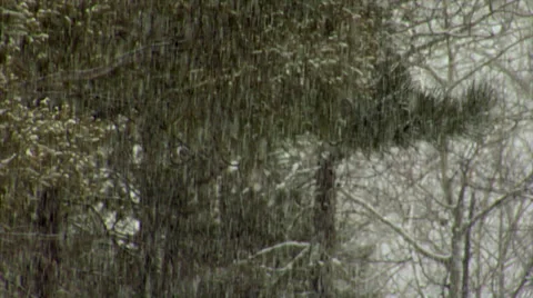 Snow Falling in The Forest Video stock 34427789