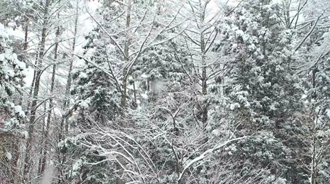 Snow Falling in Forest. Stock-Footage 35204530