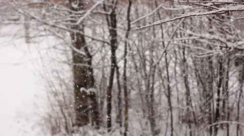 Snow falling in forest Vídeo Stock 56402361